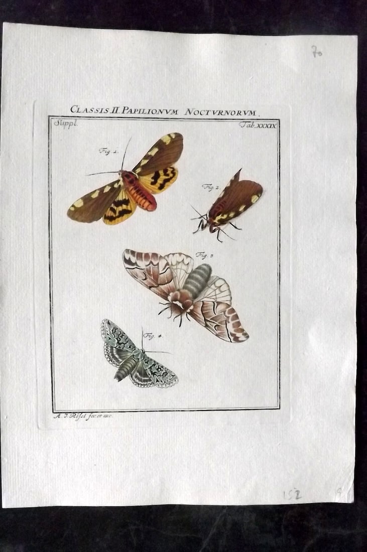 Rosel, August C1780 Rare Hand Col Insect Print. Moths 39 (1 of 1)