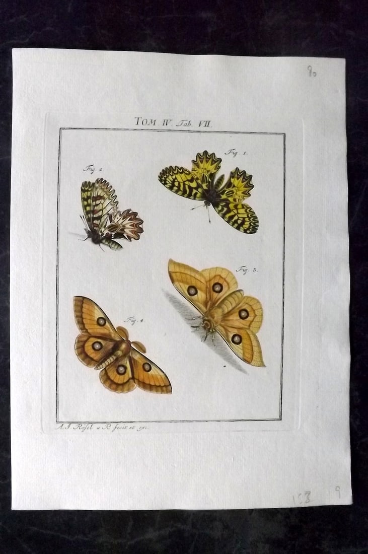 Rosel, August C1780 Rare Hand Col Insect Print. Moths 4-07 (1 of 1)