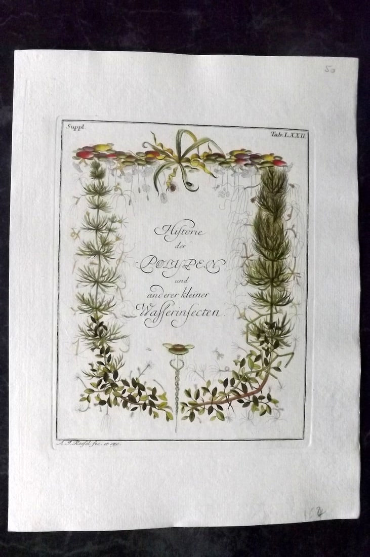 Rosel, August C1780 Rare Hand Col Insect Print. Supplement Illus. Title (1 of 1)