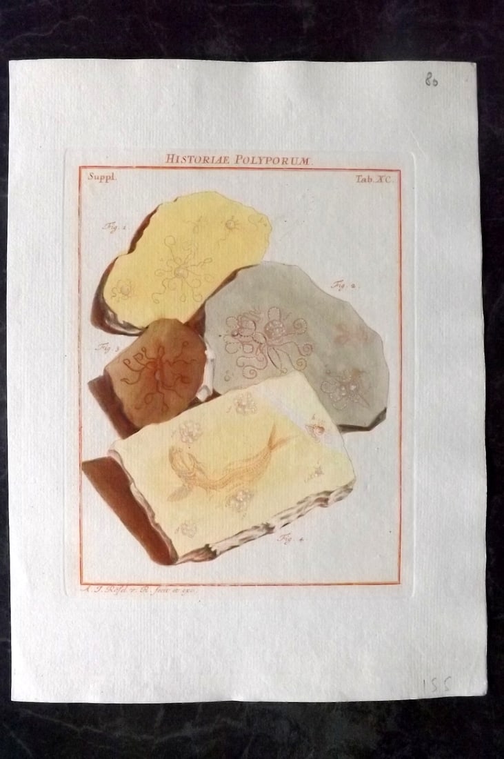 Rosel, August C1780 Rare Hand Col Print. Fossils 90: Hand Colored Copper Plate Published 1765-88, Haarlem and Amsterdam for "De natuurlyke historie der insecten?" August Johann Rosel von Rosenhof. Rare. Paper Size: 10.5 x 8 inch (27 x 20cm) Good Conditi
