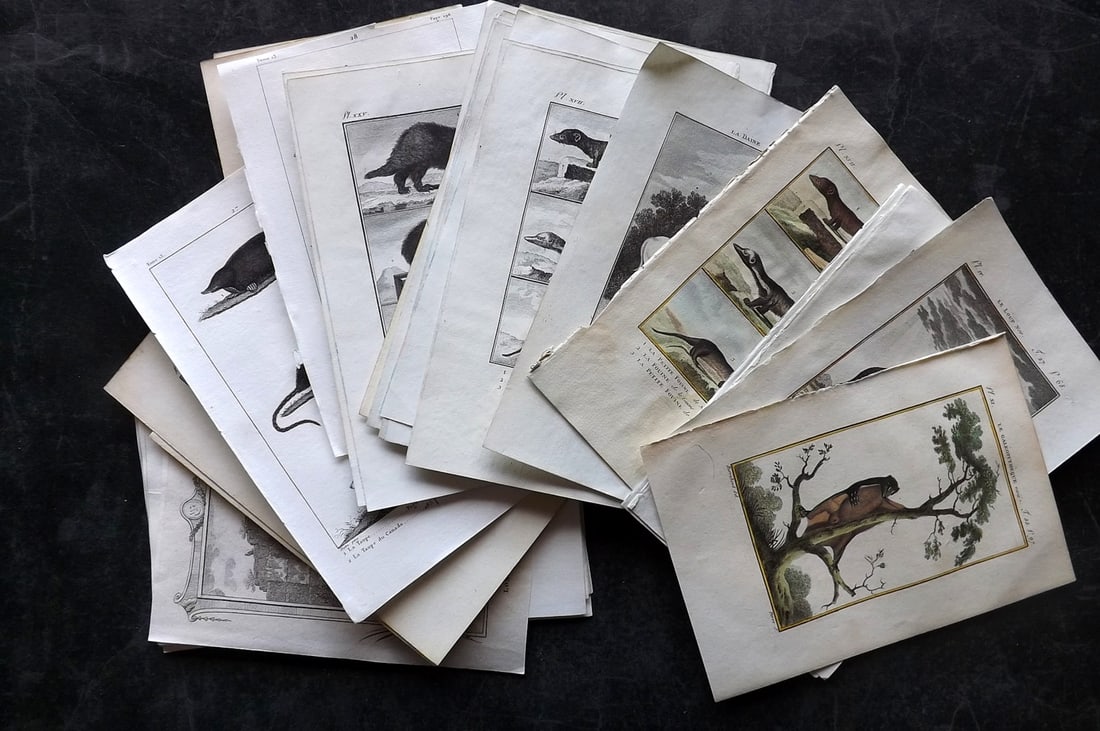 Buffon & Sonnini C1800 Lot of 24 Antique Animal Prints (1 of 8)