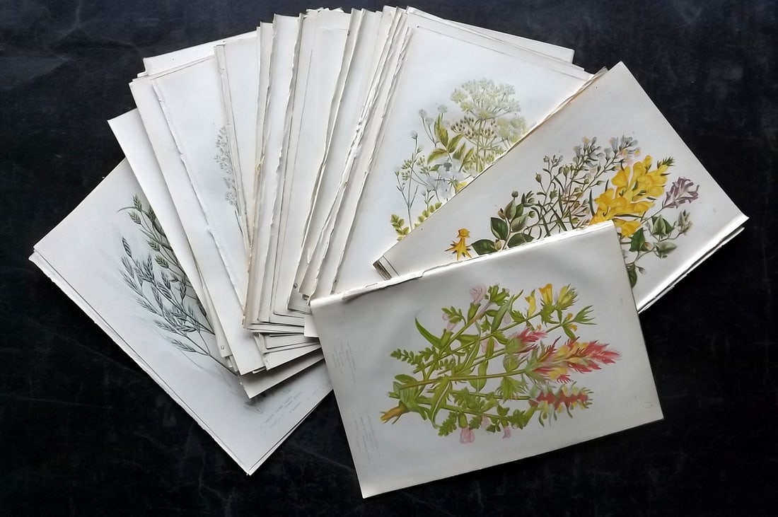 Pratt, Anne 1889 Lot of 48 Antique Botanical Prints (1 of 8)
