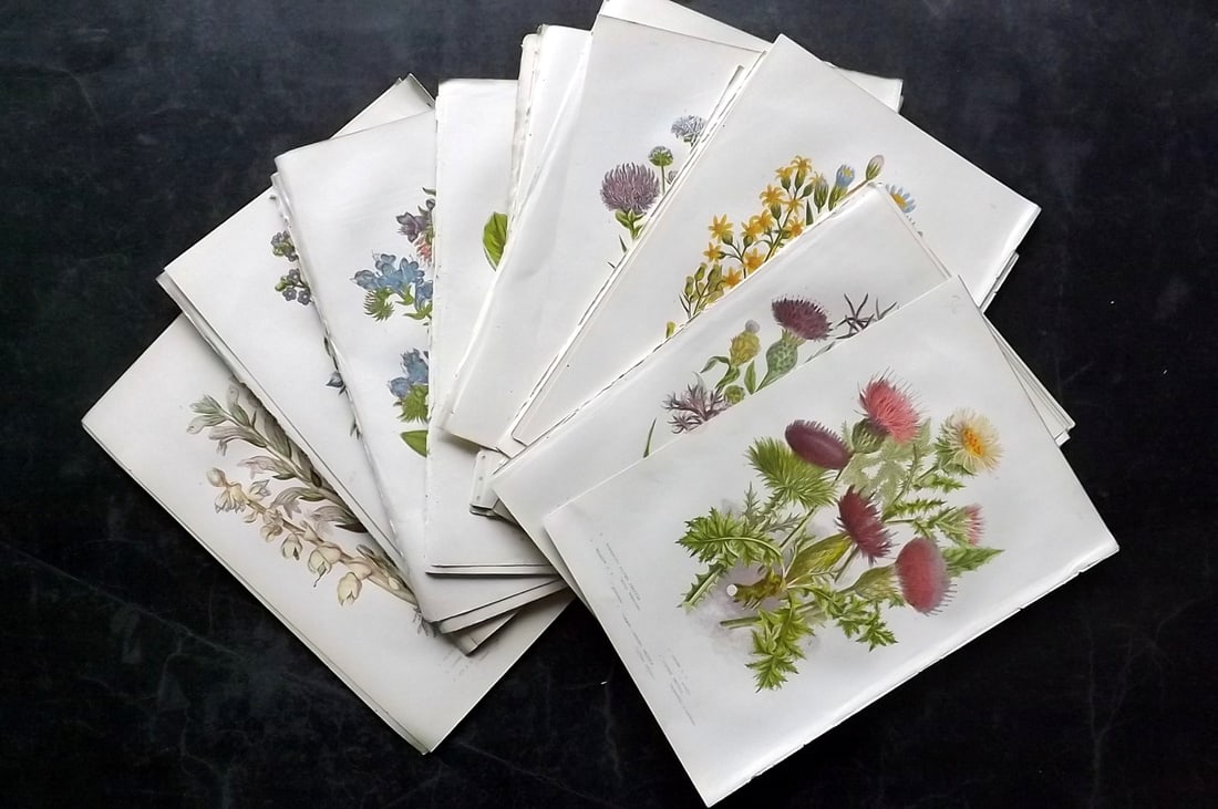 Pratt, Anne 1889 Lot of 36 Antique Botanical Prints: Chromolithographs Published 1889, London for "The Flowering Plants and Ferns of Great Britain" by Anne Pratt. Paper Size: 9.5 x 6 inch (24 x 16cm) Good Condition