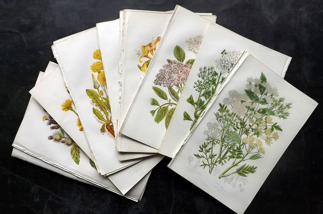 Pratt, Anne 1889 Lot of 24 Antique Botanical Prints: Chromolithographs Published 1889, London for "The Flowering Plants and Ferns of Great Britain" by Anne Pratt. Paper Size: 9.5 x 6 inch (24 x 16cm) Good Condition