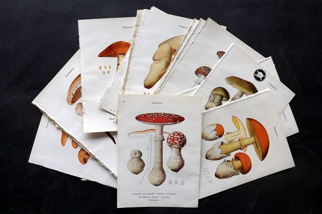 Maublanc, Andre 1926 Lot of 24 Vintage Mushroom Prints (1 of 8)