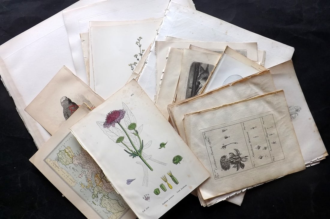 Mixed Prints 19th Cent. Lot of 60 Engravings and Lithos (1 of 11)