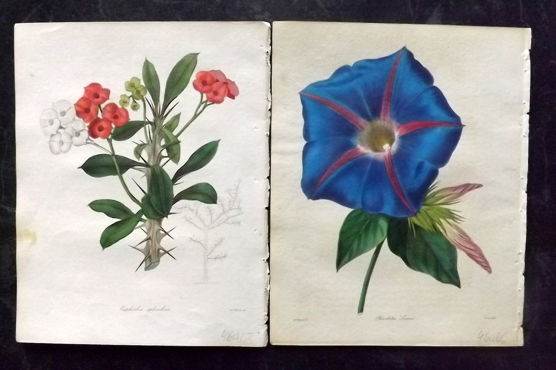 Maund, Benjamin C1840 Pair of Rare Hand Col Botanical Prints (1 of 2)