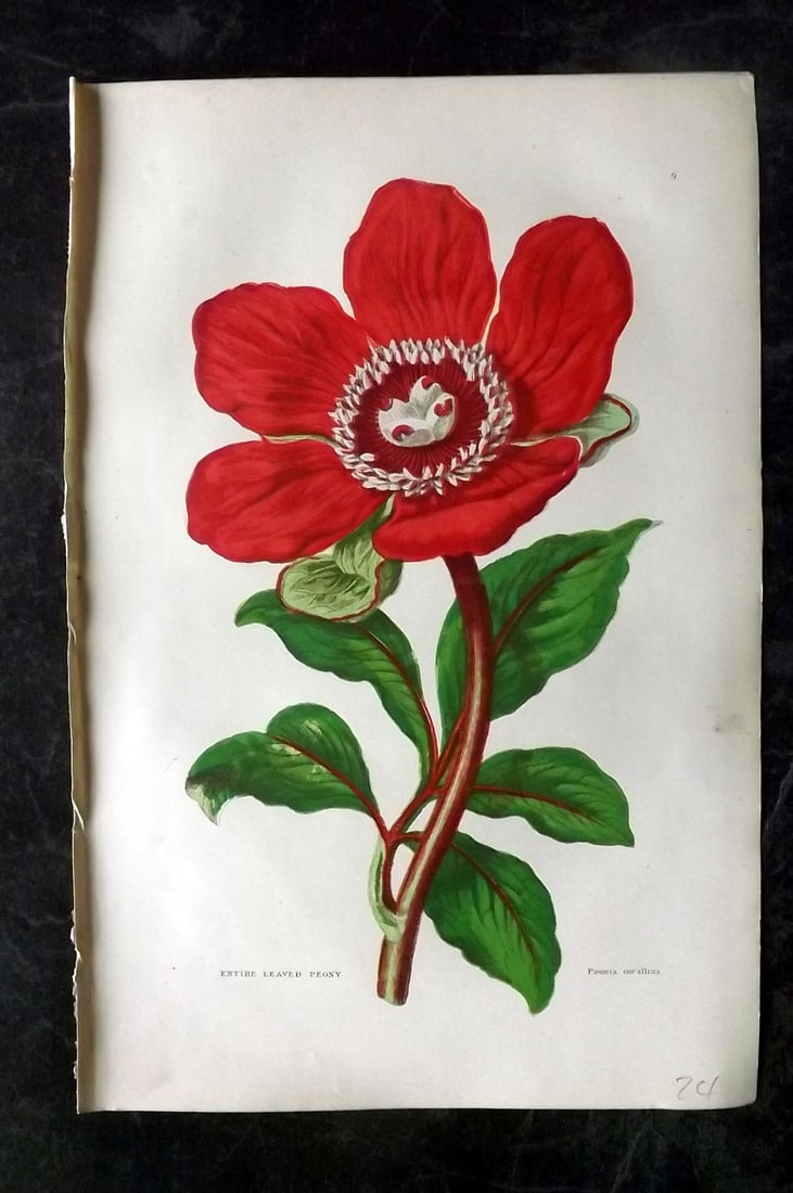 Pratt, Anne 1889 Antique Botanical Print. Peony: Chromolithographs Published 1889, London for "The Flowering Plants and Ferns of Great Britain" by Anne Pratt. Paper Size: 9.5 x 6 inch (24 x 16cm) Good Condition