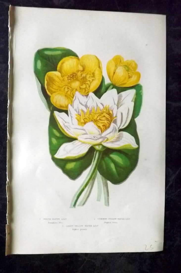 Pratt, Anne 1889 Antique Botanical Print. Water Lily: Chromolithographs Published 1889, London for "The Flowering Plants and Ferns of Great Britain" by Anne Pratt. Paper Size: 9.5 x 6 inch (24 x 16cm) Good Condition
