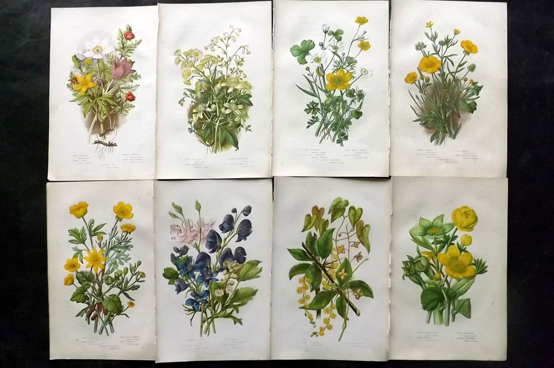 Pratt, Anne 1889 Lot of 8 Antique Botanical Prints: Chromolithographs Published 1889, London for "The Flowering Plants and Ferns of Great Britain" by Anne Pratt. Paper Size: 9.5 x 6 inch (24 x 16cm) Good Condition
