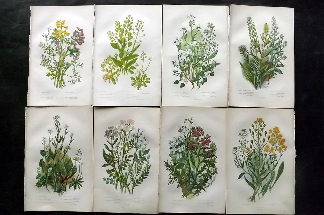 Pratt, Anne 1889 Lot of 8 Antique Botanical Prints: Chromolithographs Published 1889, London for "The Flowering Plants and Ferns of Great Britain" by Anne Pratt. Paper Size: 9.5 x 6 inch (24 x 16cm) Good Condition