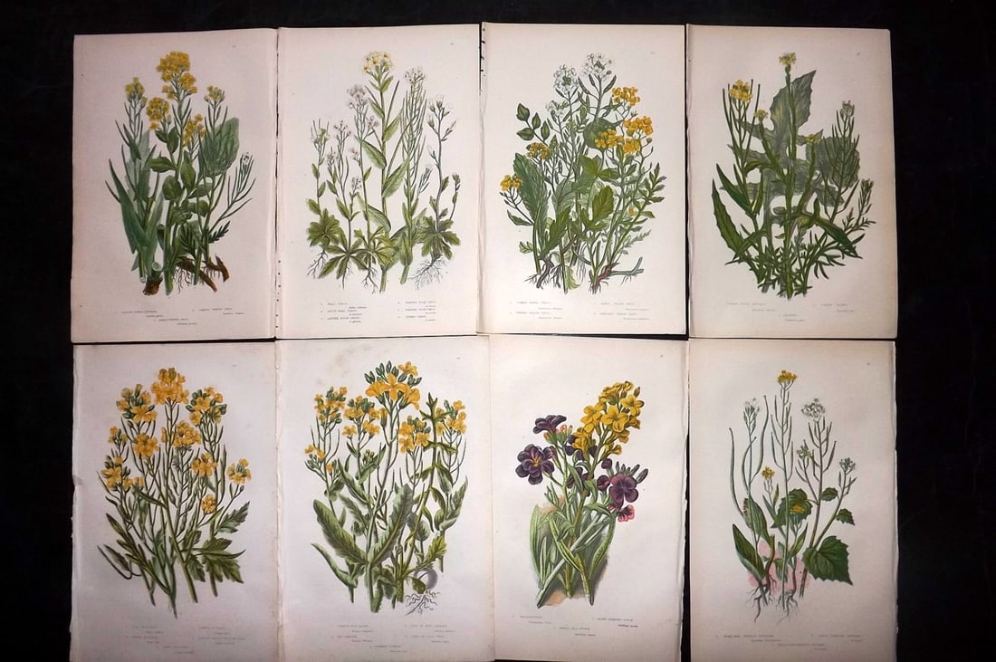 Pratt, Anne 1889 Lot of 8 Antique Botanical Prints: Chromolithographs Published 1889, London for "The Flowering Plants and Ferns of Great Britain" by Anne Pratt. Paper Size: 9.5 x 6 inch (24 x 16cm) Good Condition