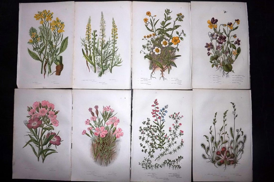 Pratt, Anne 1889 Lot of 8 Antique Botanical Prints: Chromolithographs Published 1889, London for "The Flowering Plants and Ferns of Great Britain" by Anne Pratt. Paper Size: 9.5 x 6 inch (24 x 16cm) Good Condition