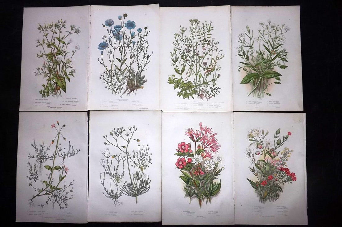 Pratt, Anne 1889 Lot of 8 Antique Botanical Prints: Chromolithographs Published 1889, London for "The Flowering Plants and Ferns of Great Britain" by Anne Pratt. Paper Size: 9.5 x 6 inch (24 x 16cm) Good Condition