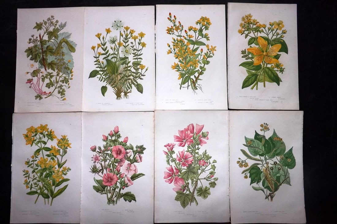 Pratt, Anne 1889 Lot of 8 Antique Botanical Prints: Chromolithographs Published 1889, London for "The Flowering Plants and Ferns of Great Britain" by Anne Pratt. Paper Size: 9.5 x 6 inch (24 x 16cm) Good Condition