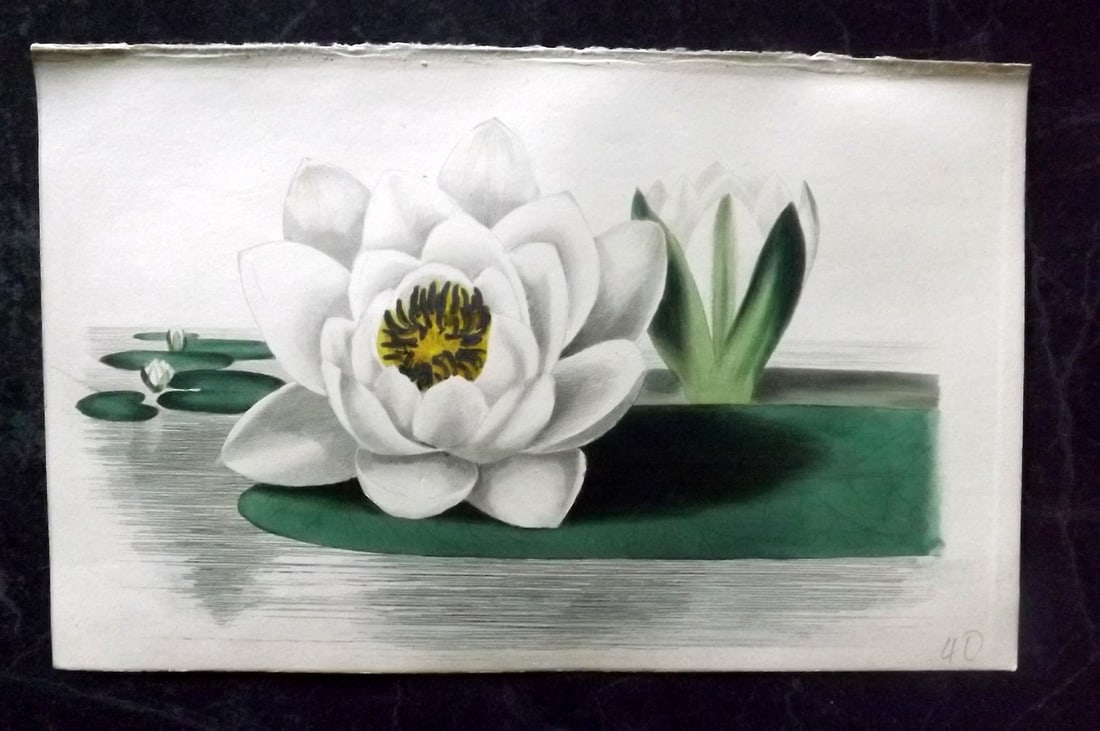 Twamley, Louisa 1836 Hand Col Botanical Print. Water Lily (1 of 1)
