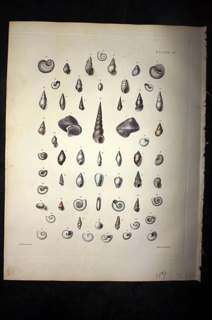 Brown, Captain 1827 Folio Hand Col Shell Print 51: Folio Steel Engraving/Etching Published 1827, London for Illustrations of the Conchology of Great Britain and Ireland" by Captain Thomas Brown. Engraved by W. H. and D. Lizars. Fine hand colour as iss