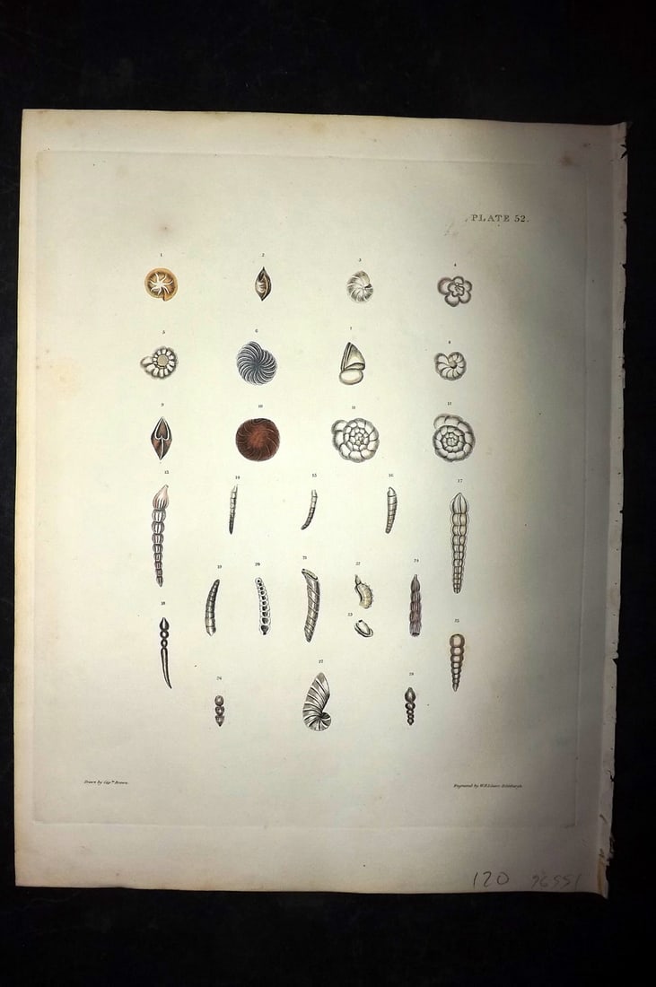 Brown, Captain 1827 Folio Hand Col Shell Print 52: Folio Steel Engraving/Etching Published 1827, London for Illustrations of the Conchology of Great Britain and Ireland" by Captain Thomas Brown. Engraved by W. H. and D. Lizars. Fine hand colour as iss