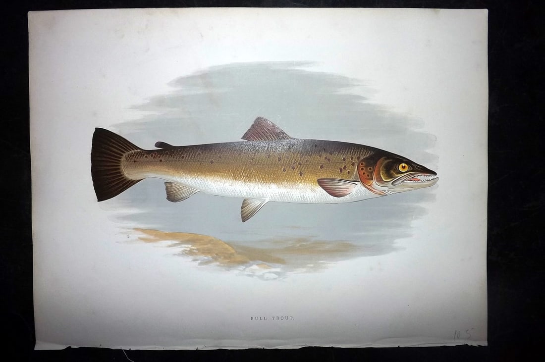 Houghton, Rev. William 1879 Folio Fish Print. Bull Trout: Color Printed Woodblock Published 1879 by William Mackenzie, London for "British Fresh-Water Fishes" by the Rev. William Houghton. Illustrated by A. F. Lydon, printed by Benjamin Fawcett. Paper Size: 