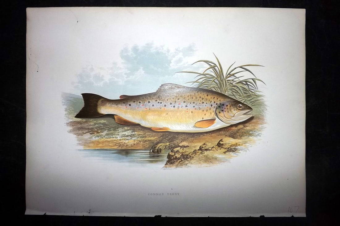 Houghton, Rev. William 1879 Folio Fish Print. Common Trout Auction