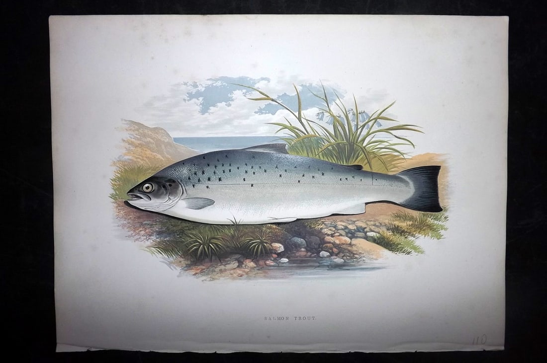 Houghton, Rev. William 1879 Folio Fish Print. Salmon Trout (1 of 2)