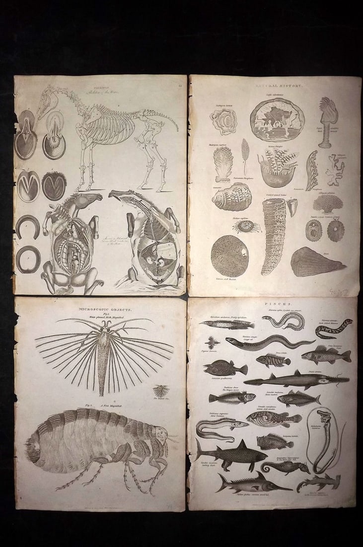 Johnson & Exley 1812 Lot of 4 Natural History Prints: Copper Plate Pulished 1812, London for "The Imperial Encyclopaedia; Or, Dictionary of the Sciences and Arts" by William Moore Johnson & Thomas Exley. Paper Size: 10.5 x 8.5 inch (27 x 22cm) Some minor