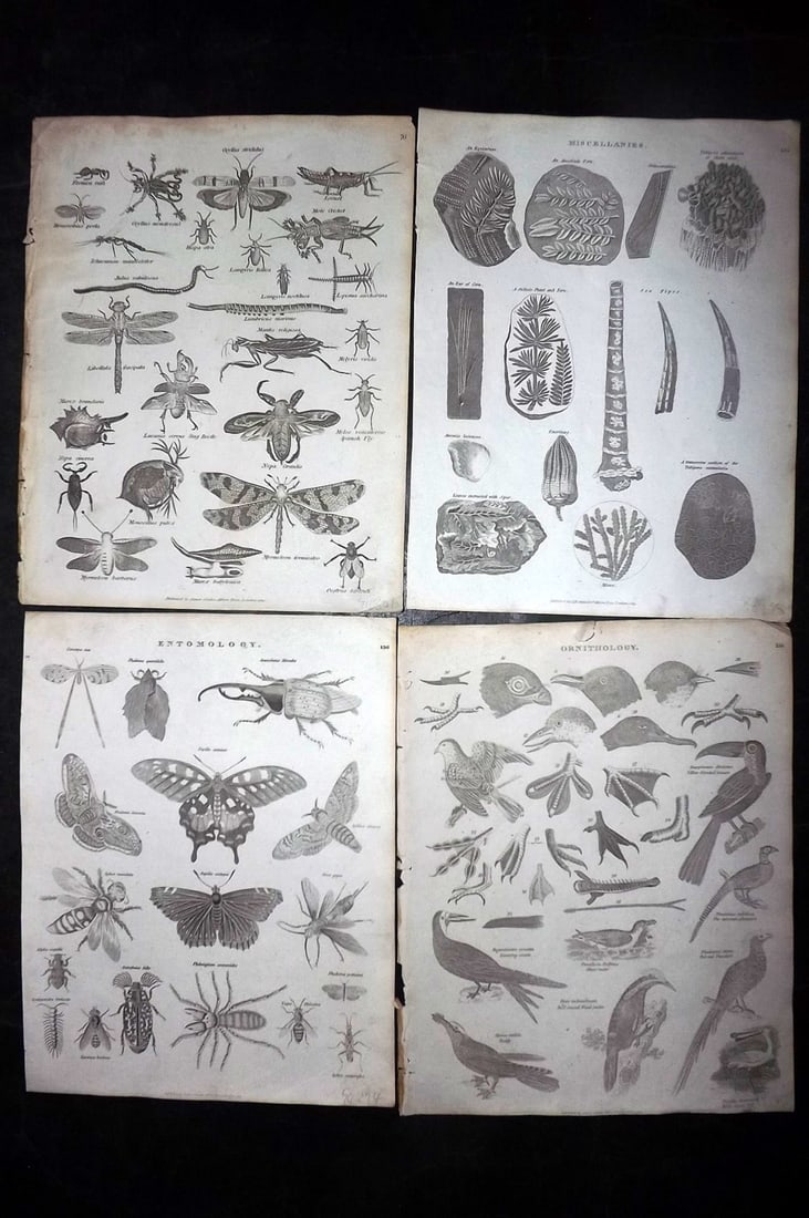 Johnson & Exley 1812 Lot of 4 Natural History Prints: Copper Plate Pulished 1812, London for "The Imperial Encyclopaedia; Or, Dictionary of the Sciences and Arts" by William Moore Johnson & Thomas Exley. Paper Size: 10.5 x 8.5 inch (27 x 22cm) Some minor