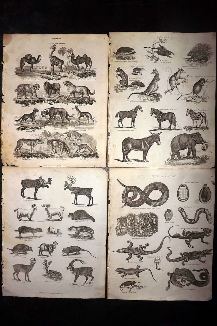 Johnson & Exley 1812 Lot of 4 Natural History Prints: Copper Plate Pulished 1812, London for "The Imperial Encyclopaedia; Or, Dictionary of the Sciences and Arts" by William Moore Johnson & Thomas Exley. Paper Size: 10.5 x 8.5 inch (27 x 22cm) Some minor