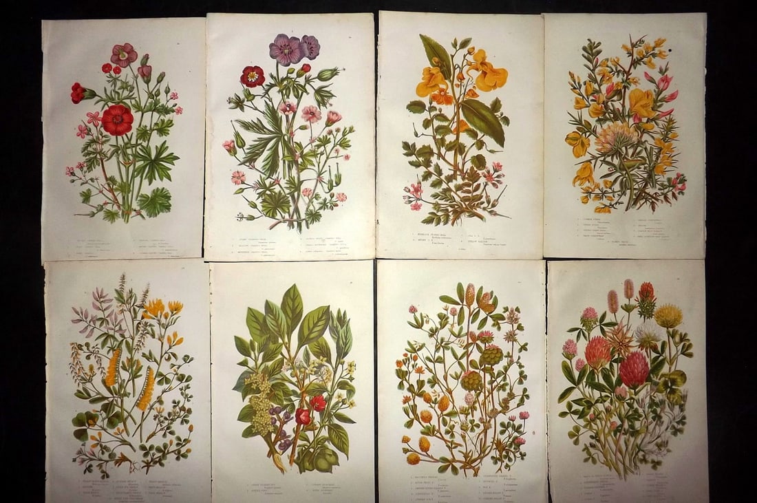 Pratt, Anne 1889 Lot of 8 Antique Botanical Prints: Chromolithographs Published 1889, London for "The Flowering Plants and Ferns of Great Britain" by Anne Pratt. Paper Size: 9.5 x 6 inch (24 x 16cm) Good Condition