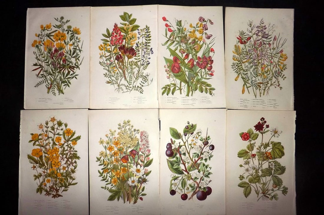 Pratt, Anne 1889 Lot of 8 Antique Botanical Prints: Chromolithographs Published 1889, London for "The Flowering Plants and Ferns of Great Britain" by Anne Pratt. Paper Size: 9.5 x 6 inch (24 x 16cm) Good Condition