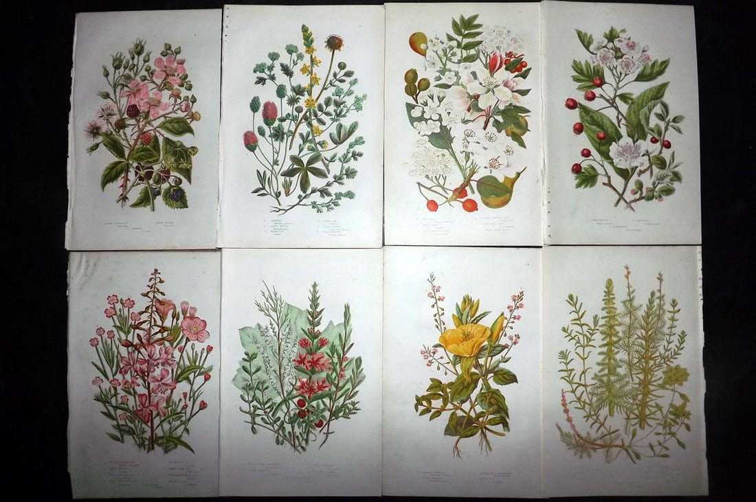 Pratt, Anne 1889 Lot of 8 Antique Botanical Prints: Chromolithographs Published 1889, London for "The Flowering Plants and Ferns of Great Britain" by Anne Pratt. Paper Size: 9.5 x 6 inch (24 x 16cm) Good Condition