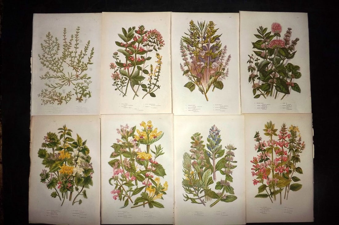 Pratt, Anne 1889 Lot of 8 Antique Botanical Prints: Chromolithographs Published 1889, London for "The Flowering Plants and Ferns of Great Britain" by Anne Pratt. Paper Size: 9.5 x 6 inch (24 x 16cm) Good Condition