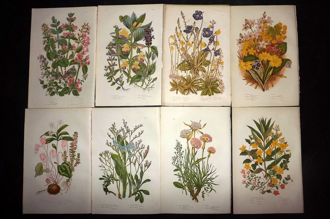 Pratt, Anne 1889 Lot of 8 Antique Botanical Prints: Chromolithographs Published 1889, London for "The Flowering Plants and Ferns of Great Britain" by Anne Pratt. Paper Size: 9.5 x 6 inch (24 x 16cm) Good Condition