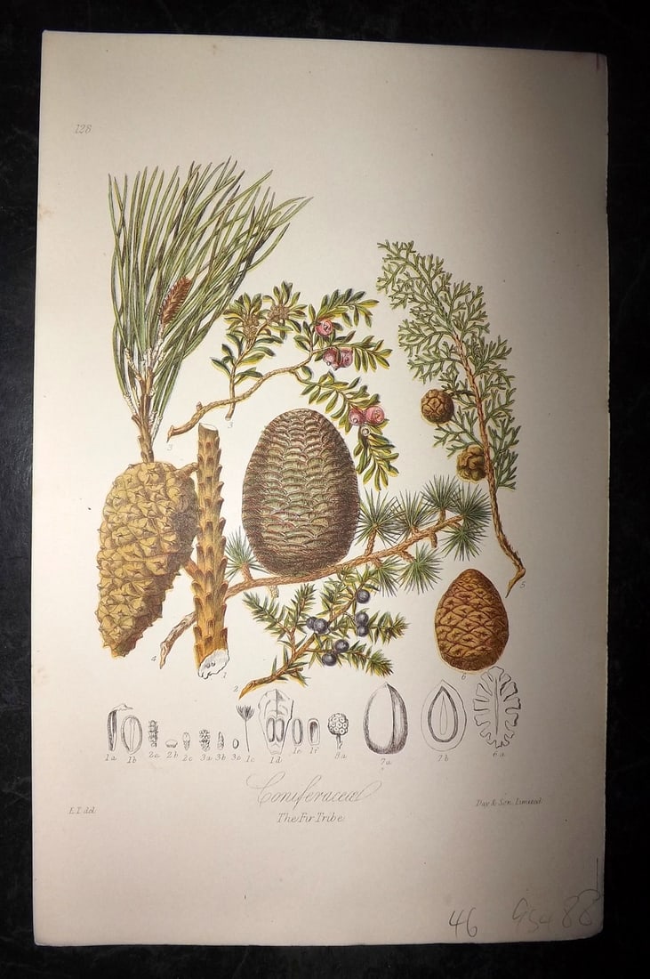Twining, Elizabeth 1868 Botanical Print. The Fir Tribe. Pine Cone (1 of 1)
