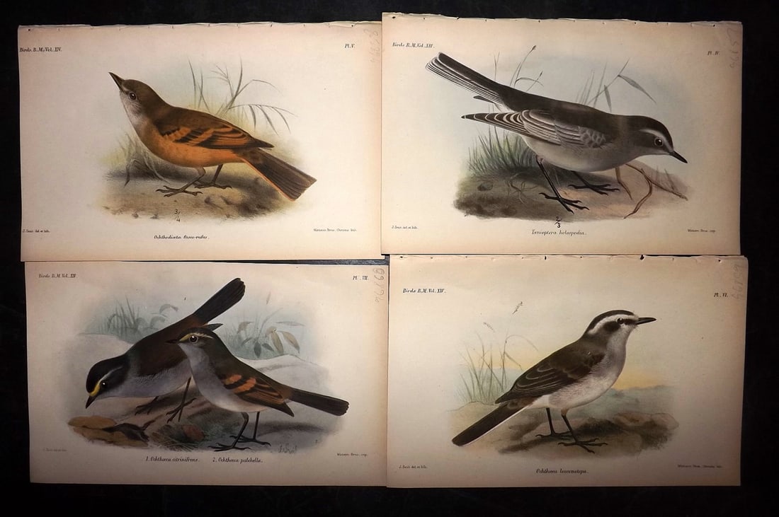 British Museum Birds C1880 Lot of 4 Hand Col Bird Prints (1 of 2)