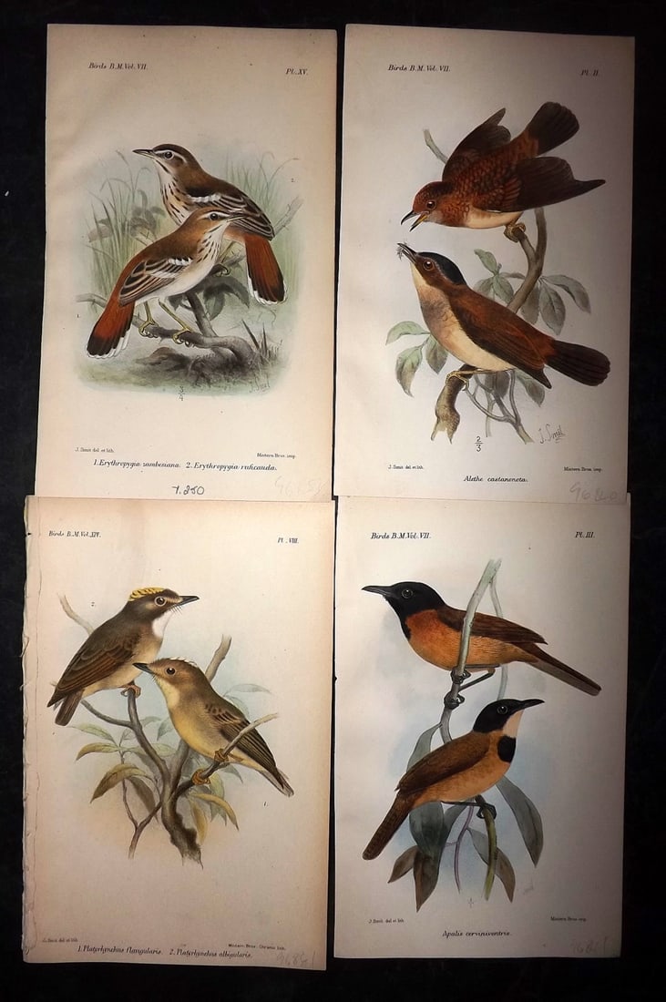 British Museum Birds C1880 Lot of 4 Hand Col Bird Prints (1 of 2)