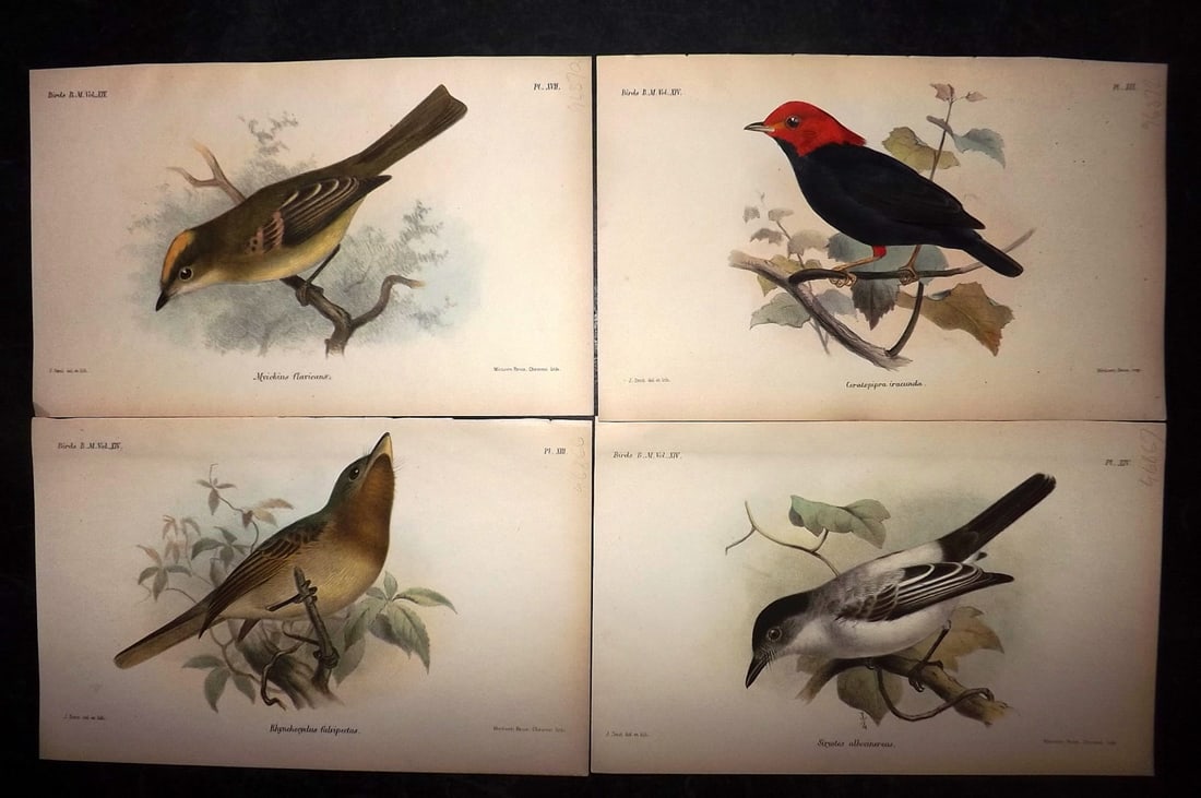 British Museum Birds C1880 Lot of 4 Hand Col Bird Prints (1 of 2)