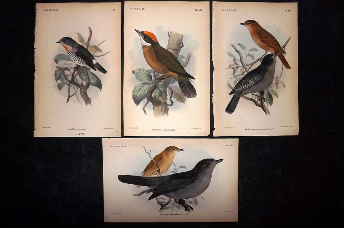 British Museum Birds C1880 Lot of 4 Hand Col Bird Prints (1 of 2)