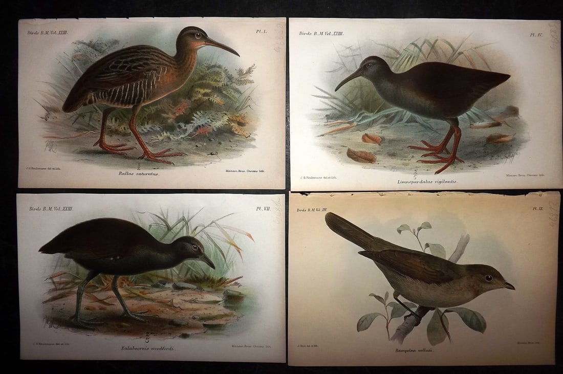 British Museum Birds C1880 Lot of 4 Hand Col Bird Prints (1 of 2)