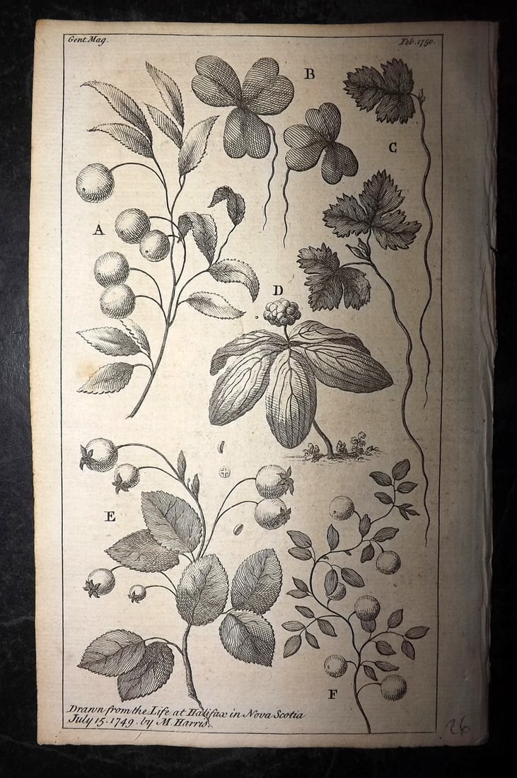Gentleman's Magazine 1750 Canada Botanical Print. Novia Scotia Flowers (1 of 1)