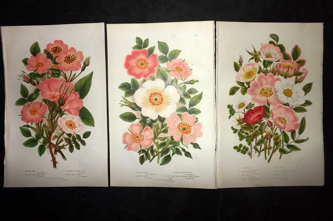 Pratt, Anne 1889 Lot of 3 Antique Botanical Prints. Roses (1 of 2)