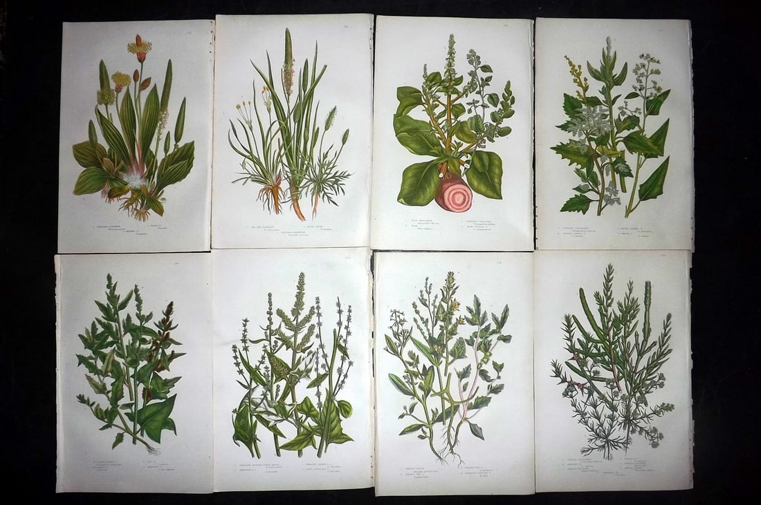Pratt, Anne 1889 Lot of 8 Antique Botanical Prints: Chromolithographs Published 1889, London for "The Flowering Plants and Ferns of Great Britain" by Anne Pratt. Paper Size: 9.5 x 6 inch (24 x 16cm) Good Condition