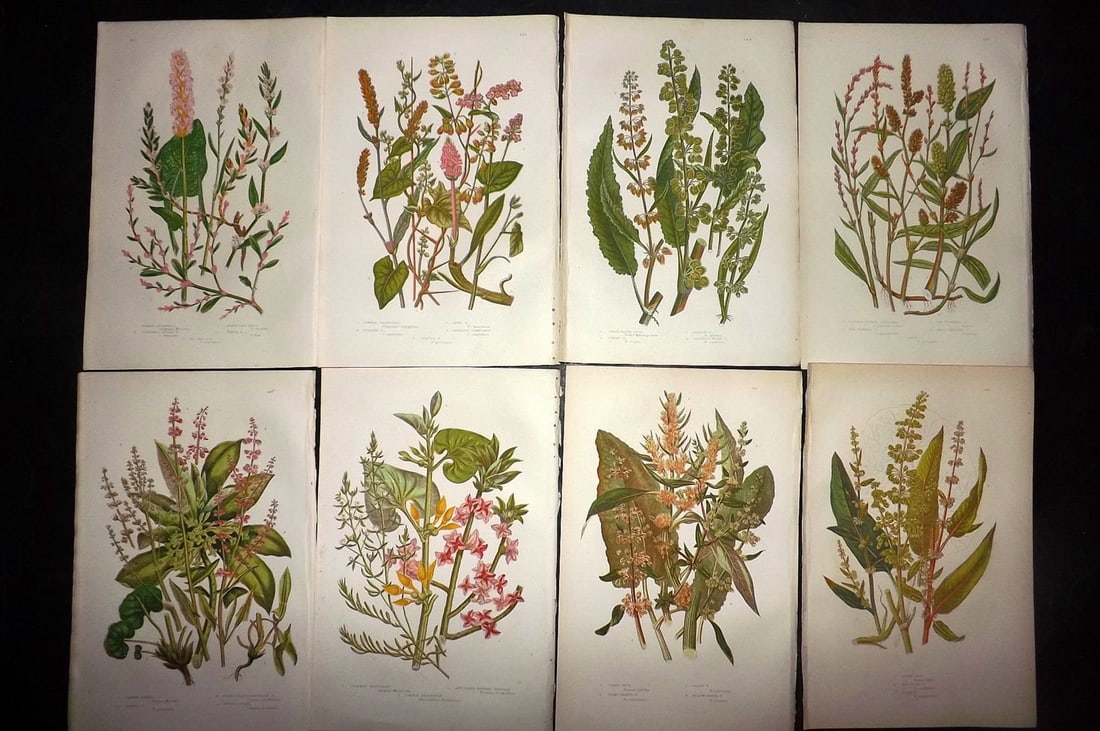 Pratt, Anne 1889 Lot of 8 Antique Botanical Prints: Chromolithographs Published 1889, London for "The Flowering Plants and Ferns of Great Britain" by Anne Pratt. Paper Size: 9.5 x 6 inch (24 x 16cm) Good Condition