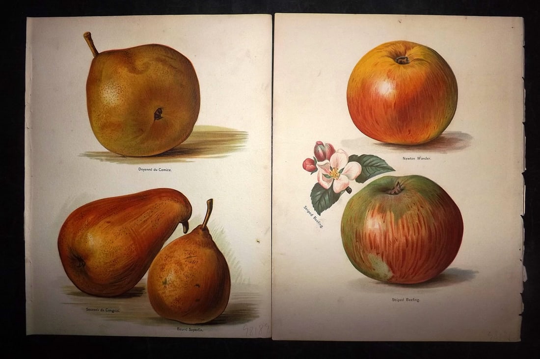 Wright, John 1894 Pair of Antique Prints (1 of 2)