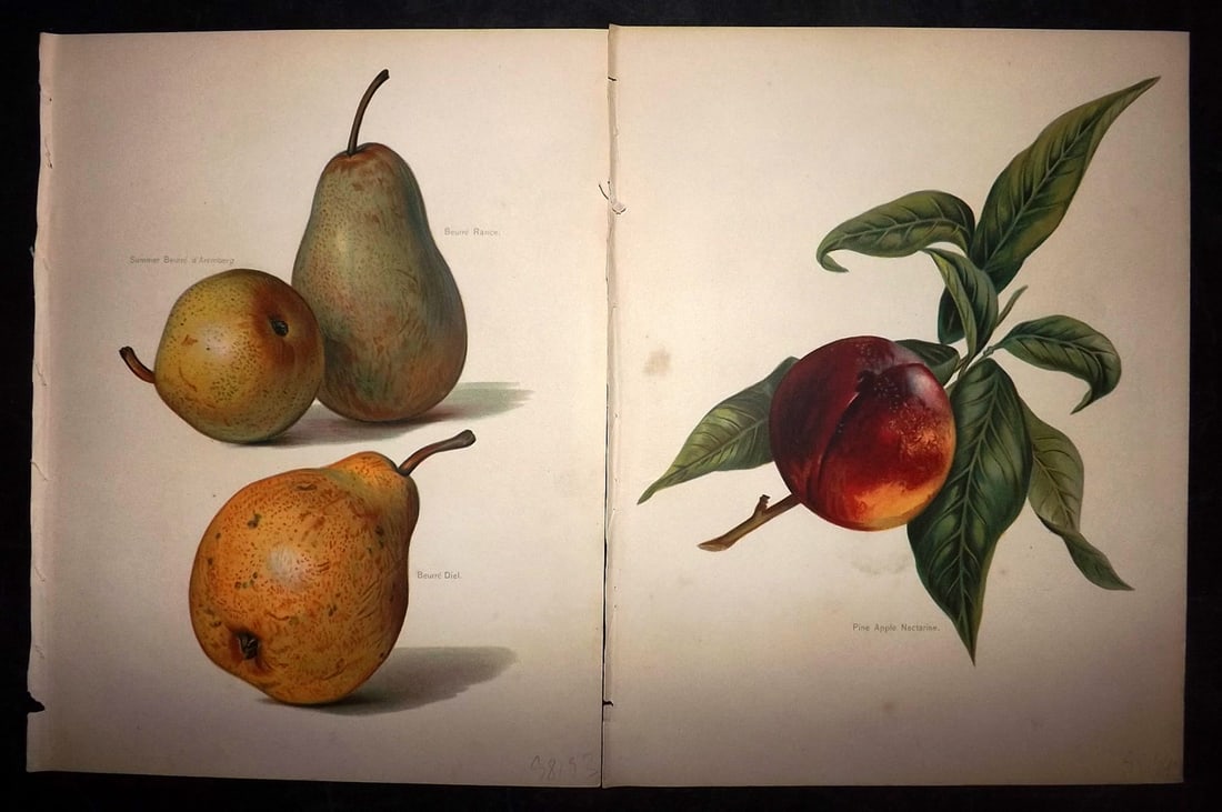 Wright, John 1894 Pair of Antique Prints (1 of 2)