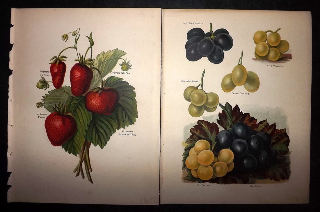 Wright, John 1894 Pair of Antique Prints (1 of 2)