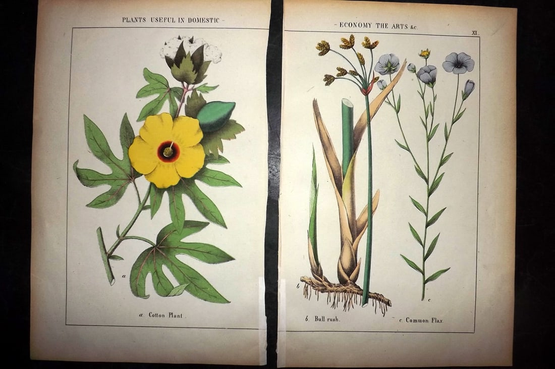 Yonge, Charlotte 1863 Pair of Hand Col Botanical Prints: Hand Coloured Lithographs Published 1863, London for "The Instructive Picture Book. Or Lessons from the Vegetable World" by Charlotte Mary Yonge. Paper Size: 12.5 x 8 inch (32 x 21cm) Trimmed from a l