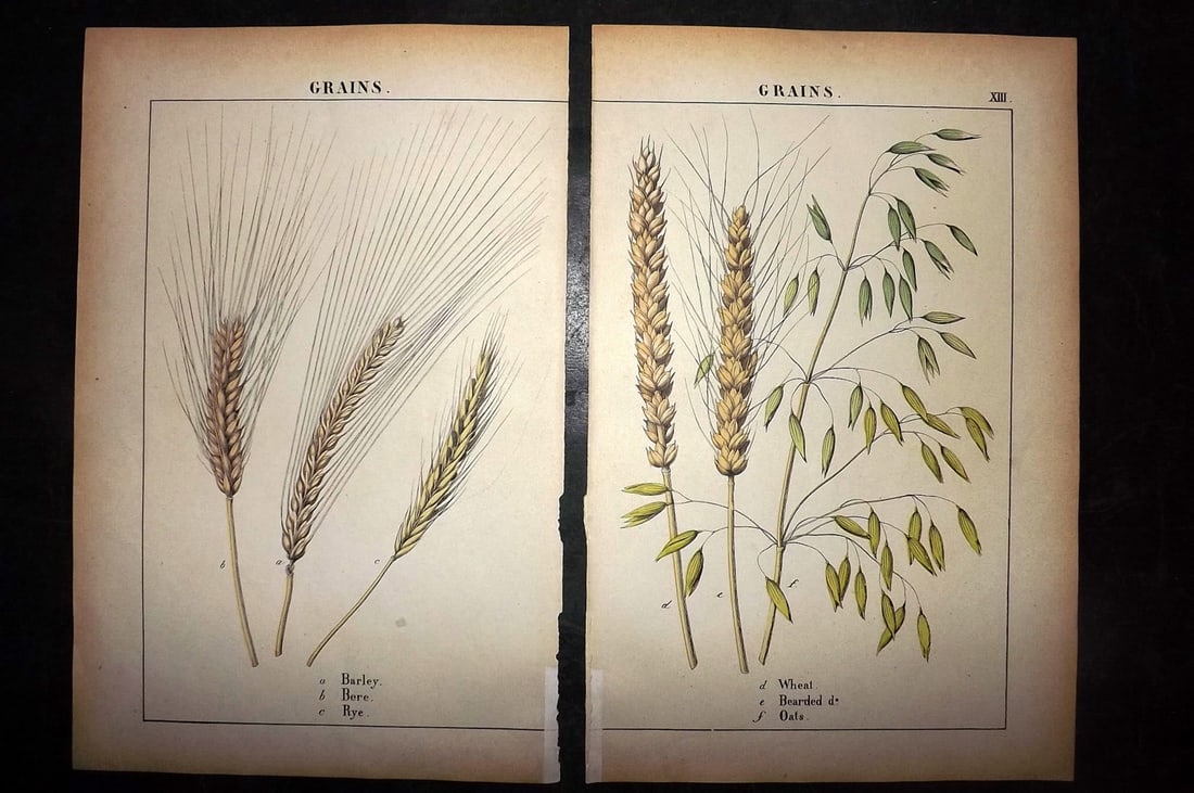 Yonge, Charlotte 1863 Pair of Hand Col Botanical Prints: Hand Coloured Lithographs Published 1863, London for "The Instructive Picture Book. Or Lessons from the Vegetable World" by Charlotte Mary Yonge. Paper Size: 12.5 x 8 inch (32 x 21cm) Trimmed from a l