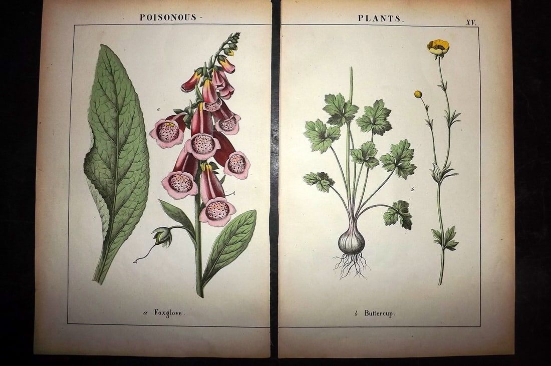 Yonge, Charlotte 1863 Pair of Hand Col Botanical Prints: Hand Coloured Lithographs Published 1863, London for "The Instructive Picture Book. Or Lessons from the Vegetable World" by Charlotte Mary Yonge. Paper Size: 12.5 x 8 inch (32 x 21cm) Trimmed from a l