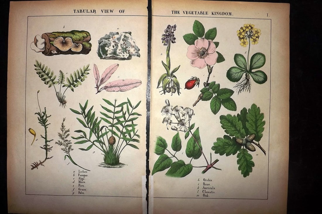 Yonge, Charlotte 1863 Pair of Hand Col Botanical Prints: Hand Coloured Lithographs Published 1863, London for "The Instructive Picture Book. Or Lessons from the Vegetable World" by Charlotte Mary Yonge. Paper Size: 12.5 x 8 inch (32 x 21cm) Trimmed from a l
